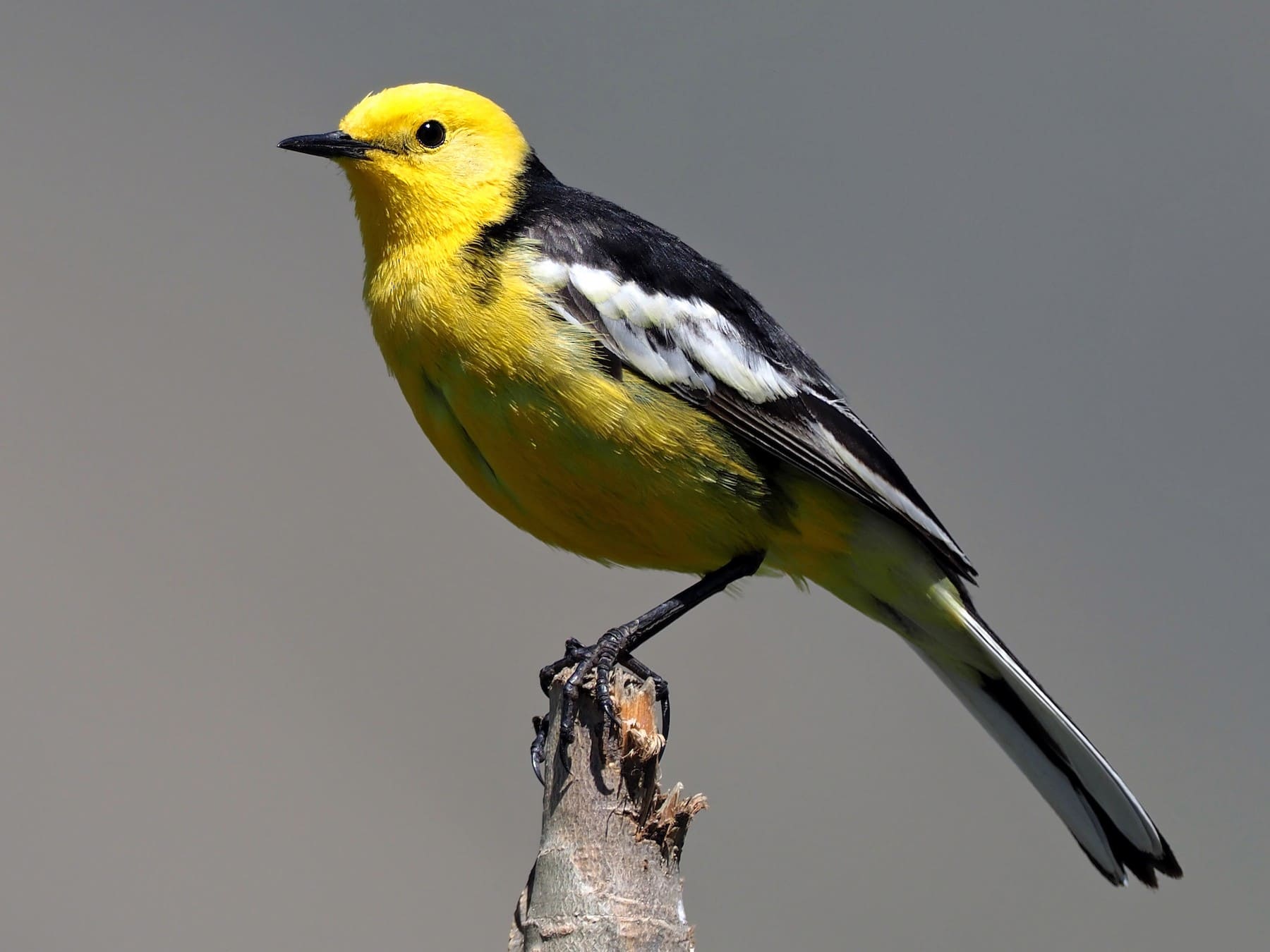 Citrine Wagtail